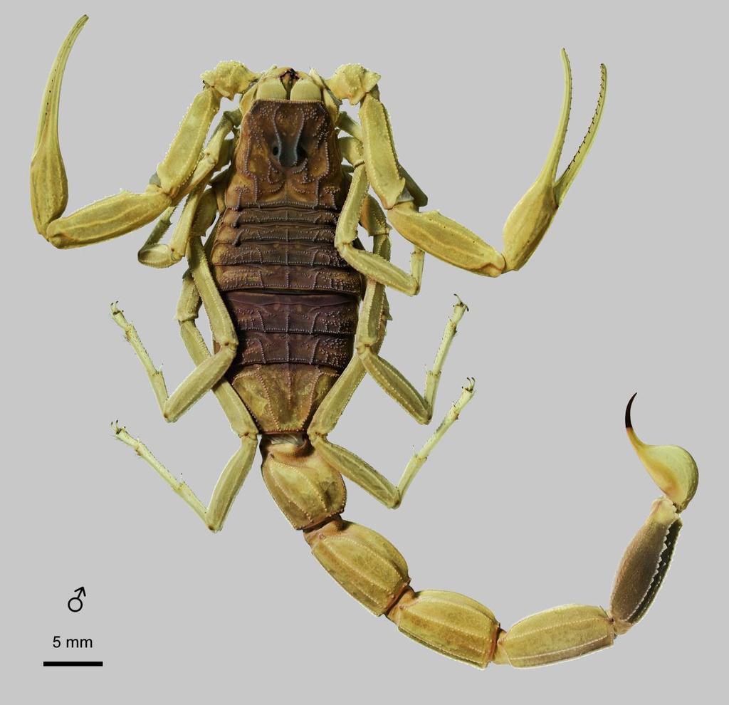 Lowe, Yağmur & Kovařík: Review of Genus Leiurus 39 Figure 27: Leiurus haenggii sp. n., paratype male. Habitus, dorsal aspect. Wadi Asidah, Saudi Arabia (NHMB 17al2). 15'E, 8.II.1983, leg. W. Büttiker (NHMB 17ah2); 1 juv, Wadi Ellah, 22 35'N 41 35'E, 1480 m a.