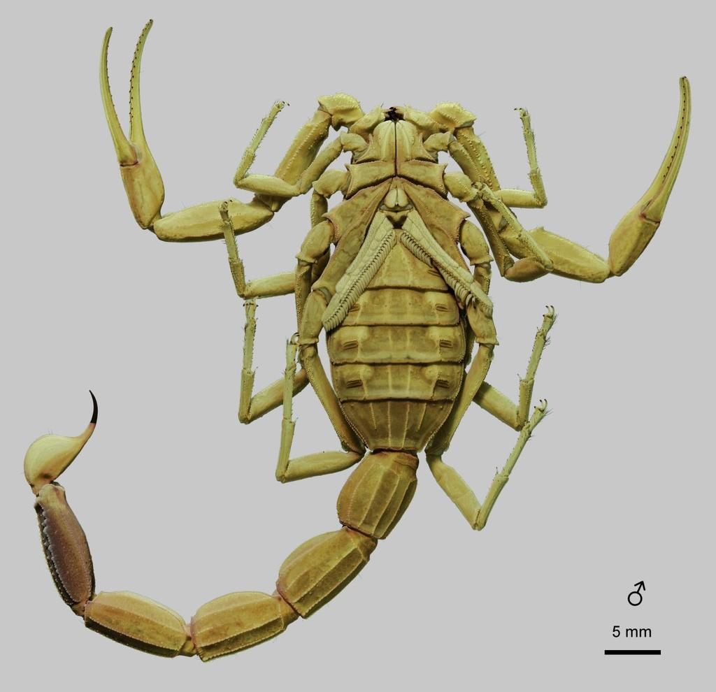 40 Euscorpius 2014, No. 191 Figure 28: Leiurus haenggii sp. n., paratype male. Habitus, ventral aspect. Wadi Asidah, Saudi Arabia (NHMB 17al2). 17bd); 1, Wadí Dhahr, 15 km NW of Sanáa, 15 24.