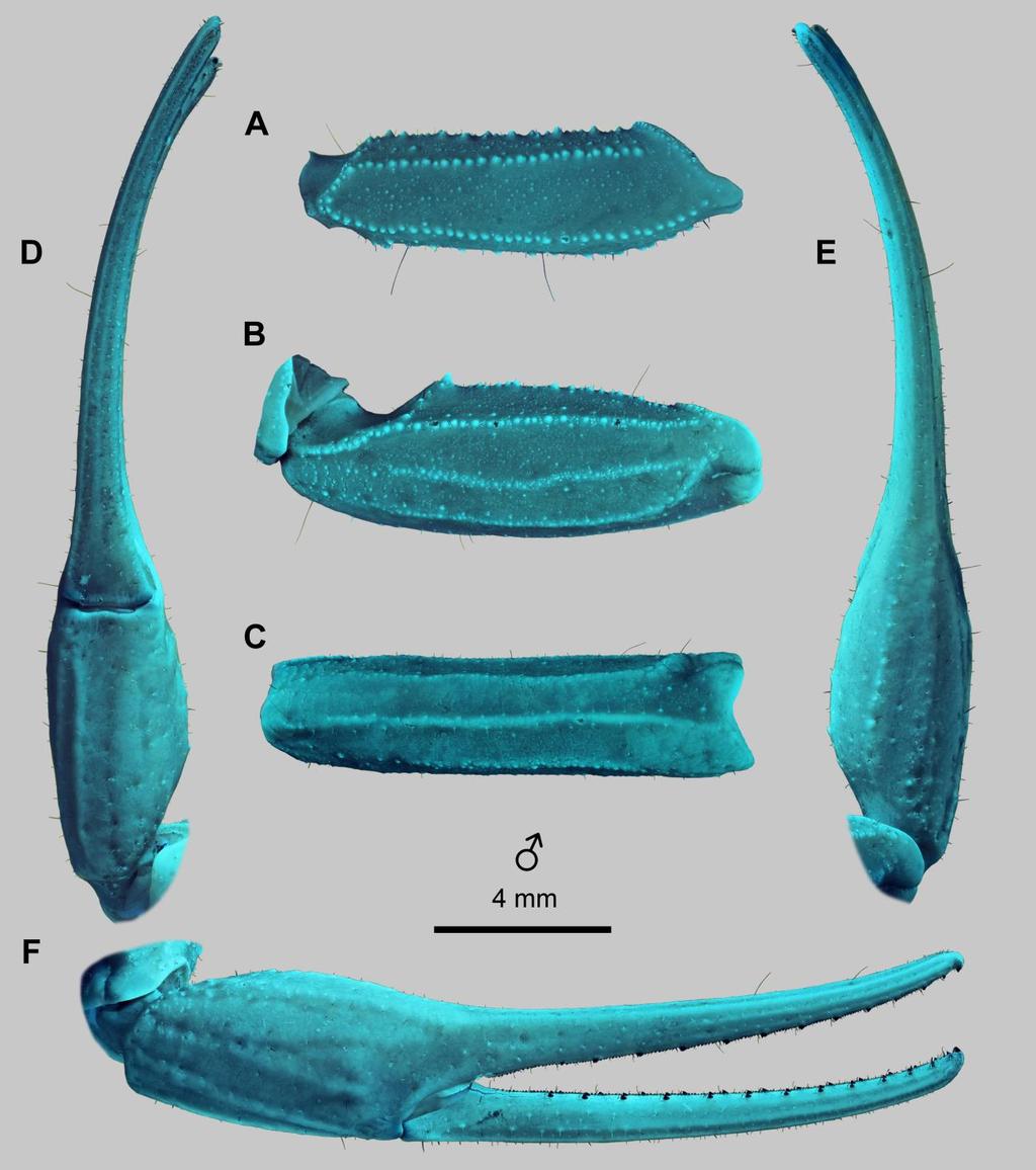 Lowe, Yağmur & Kovařík: Review of Genus Leiurus 43 Figure 30: Leiurus haenggii sp. n., paratype male. Right pedipalp. A. Femur, dorsal aspect. B. Patella, dorsal aspect. C. Patella, external aspect.