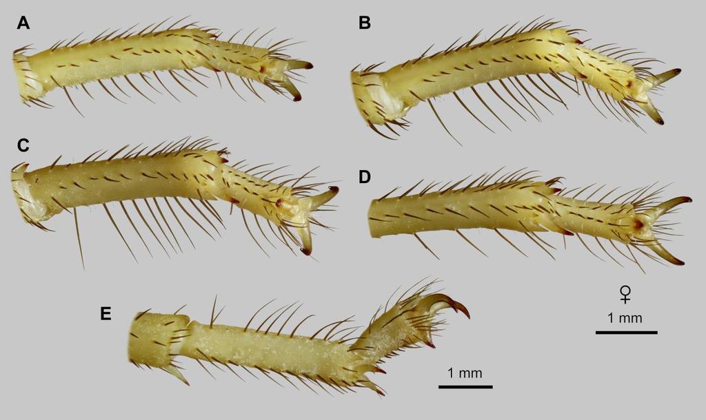Lowe, Yağmur & Kovařík: Review of Genus Leiurus 45 Figure 32: Leiurus haenggii sp. n., holotype female. Tarsi. A D. Left telotarsus and distal basitarsus, ventral aspect. A. Leg I. B. Leg II. C.