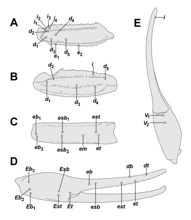 46 Euscorpius 2014, No. 191 Figure 33: Leiurus haenggii sp. n., paratype male. Trichobothrial map of pedipalp. A. Femur, dorsal aspect. B. Patella, dorsal aspect. C. Patella, external aspect. D.