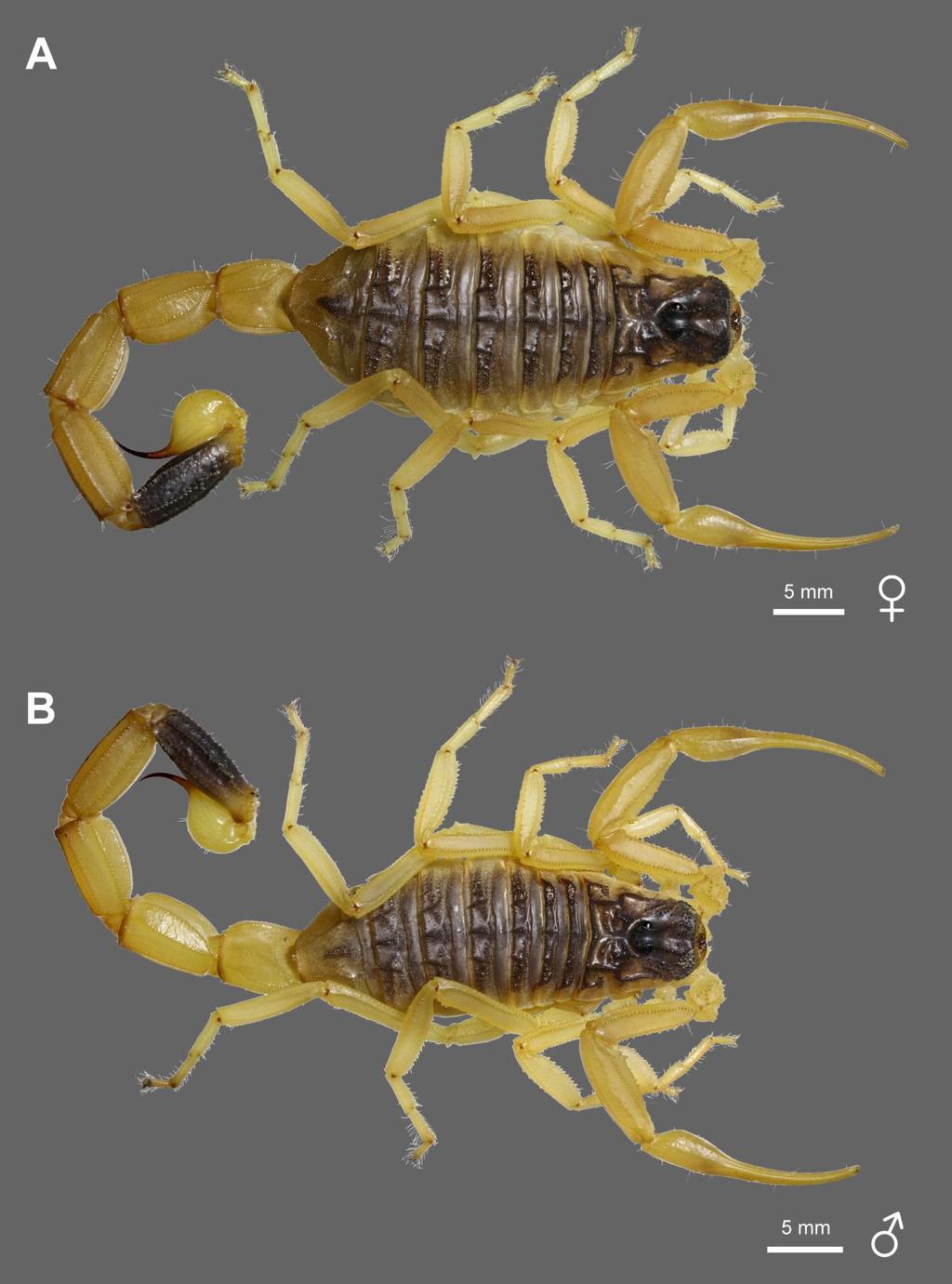 Lowe, Yağmur & Kovařík: Review of Genus Leiurus 47 Figure 34: Leiurus haenggii sp. n.. A.