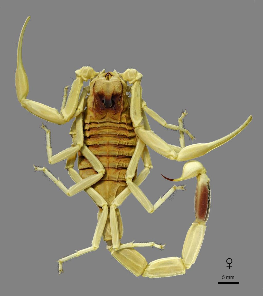 Lowe, Yağmur & Kovařík: Review of Genus Leiurus 49 Figure 35: Leiurus arabicus sp. n., holotype female. Habitus, dorsal aspect. Kushm Dibi, Saudi Arabia (NHMB 17aq). 46 25'E, 610 m a.s.l., 24.XII.