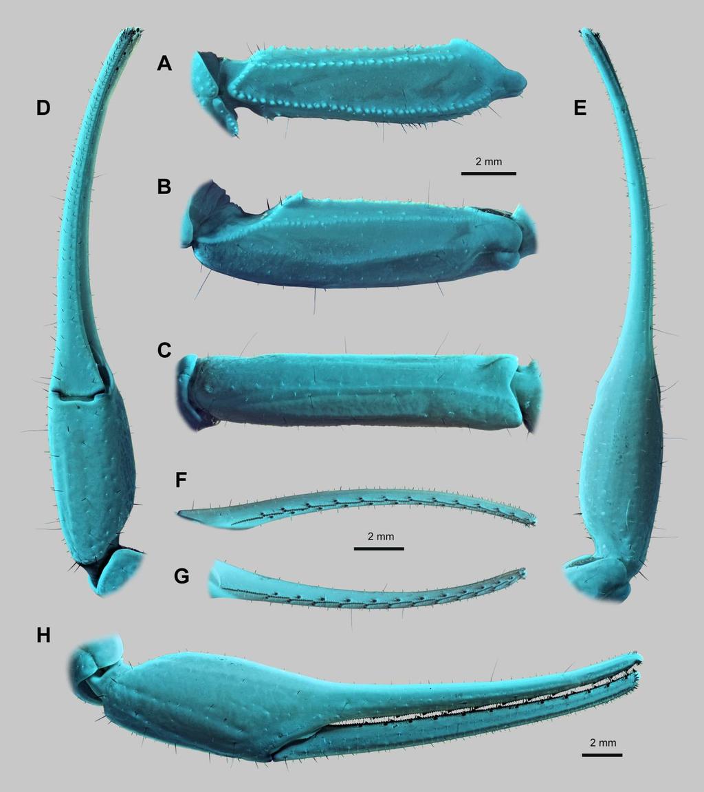 52 Euscorpius 2014, No. 191 Figure 38: Leiurus arabicus sp. n., holotype female. Right pedipalp. A. Femur, dorsal aspect. B. Patella, dorsal aspect. C. Patella, external aspect. D.