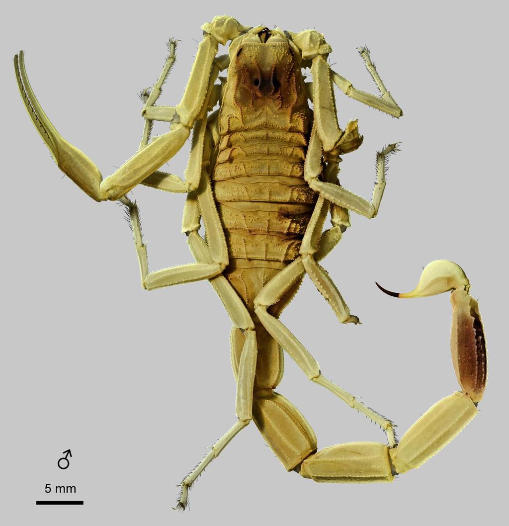 Lowe, Yağmur & Kovařík: Review of Genus Leiurus 53 Figure 39: Leiurus arabicus sp. n., paratype male. Habitus, dorsal aspect. Riyadh, Saudi Arabia (NHMB 17ap).