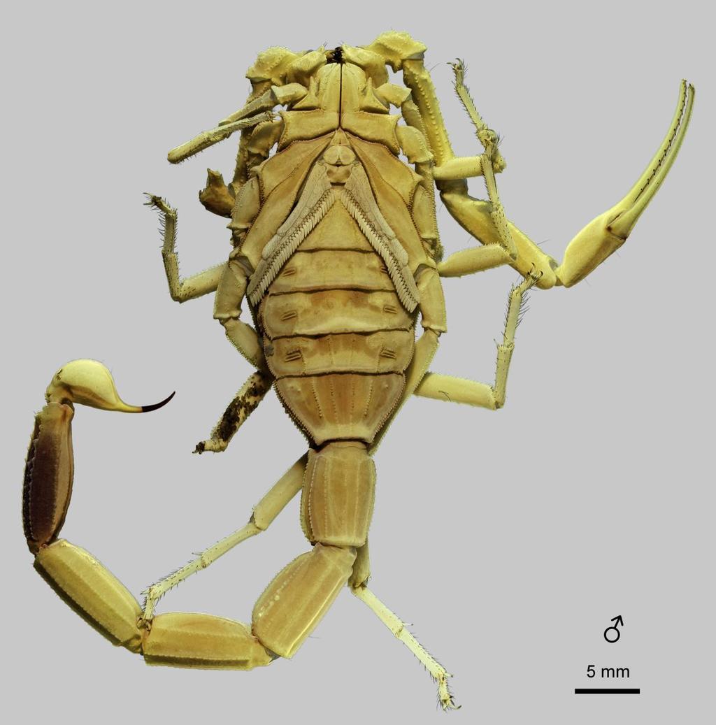 54 Euscorpius 2014, No. 191 Figure 40: Leiurus arabicus sp. n., paratype male. Habitus, ventral aspect. Riyadh, Saudi Arabia (NHMB 17ap).