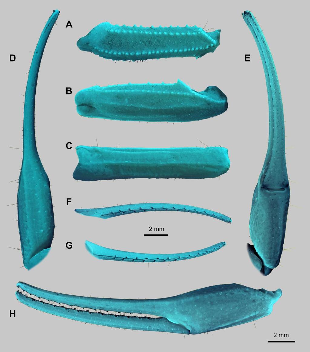 Lowe, Yağmur & Kovařík: Review of Genus Leiurus 57 Figure 42: Leiurus arabicus sp. n., paratype male. Left pedipalp. A. Femur, dorsal aspect. B. Patella, dorsal aspect. C. Patella, external aspect. D.