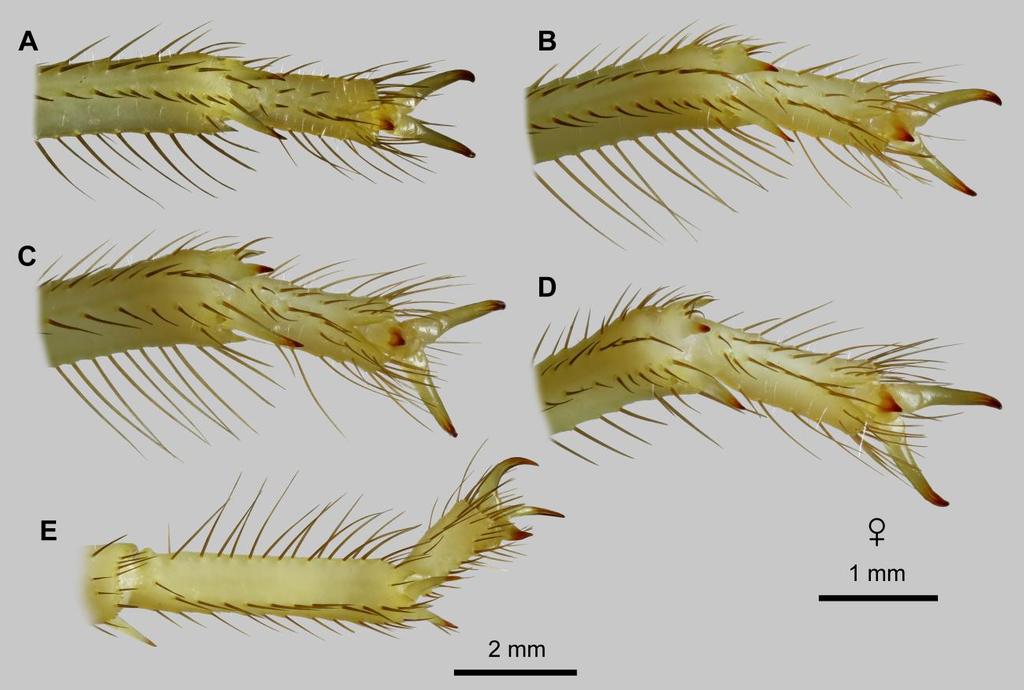 Lowe, Yağmur & Kovařík: Review of Genus Leiurus 59 Figure 44: Leiurus arabicus sp. n., holotype female. Tarsi. A-D. Left telotarsus and distal basitarsus, ventral aspect. A. Leg I. B. Leg II. C.