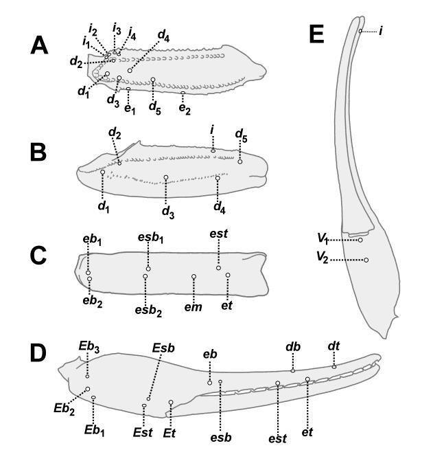60 Euscorpius 2014, No. 191 Figure 45: Leiurus arabicus sp. n., holotype female. Trichobothrial map of pedipalp. A. Femur, dorsal aspect. B. Patella, dorsal aspect. C. Patella, external aspect. D.