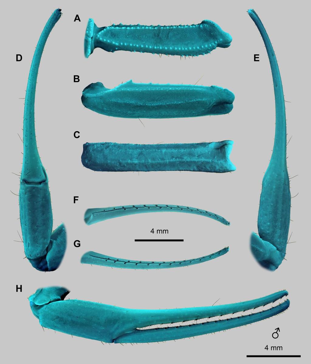 66 Euscorpius 2014, No. 191 Figure 50: Leiurus heberti sp. n., holotype male. Right pedipalp. A. Femur, dorsal aspect. B. Patella, dorsal aspect. C. Patella, external aspect. D. Chela, ventral aspect.