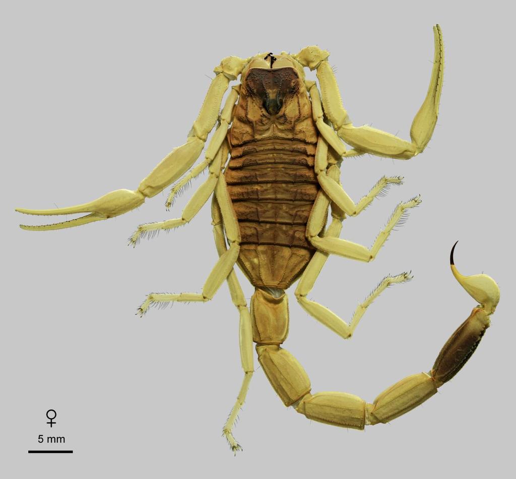 Lowe, Yağmur & Kovařík: Review of Genus Leiurus 67 Figure 51: Leiurus heberti sp. n., paratype female. Habitus, dorsal aspect. Jabal Samhan, Oman.