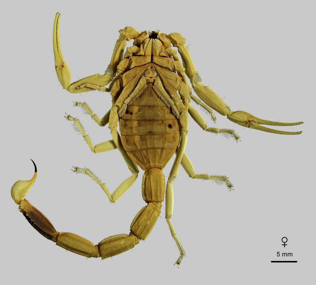 68 Euscorpius 2014, No. 191 Figure 52: Leiurus heberti sp. n., paratype female. Habitus, ventral aspect. Jabal Samhan, Oman.