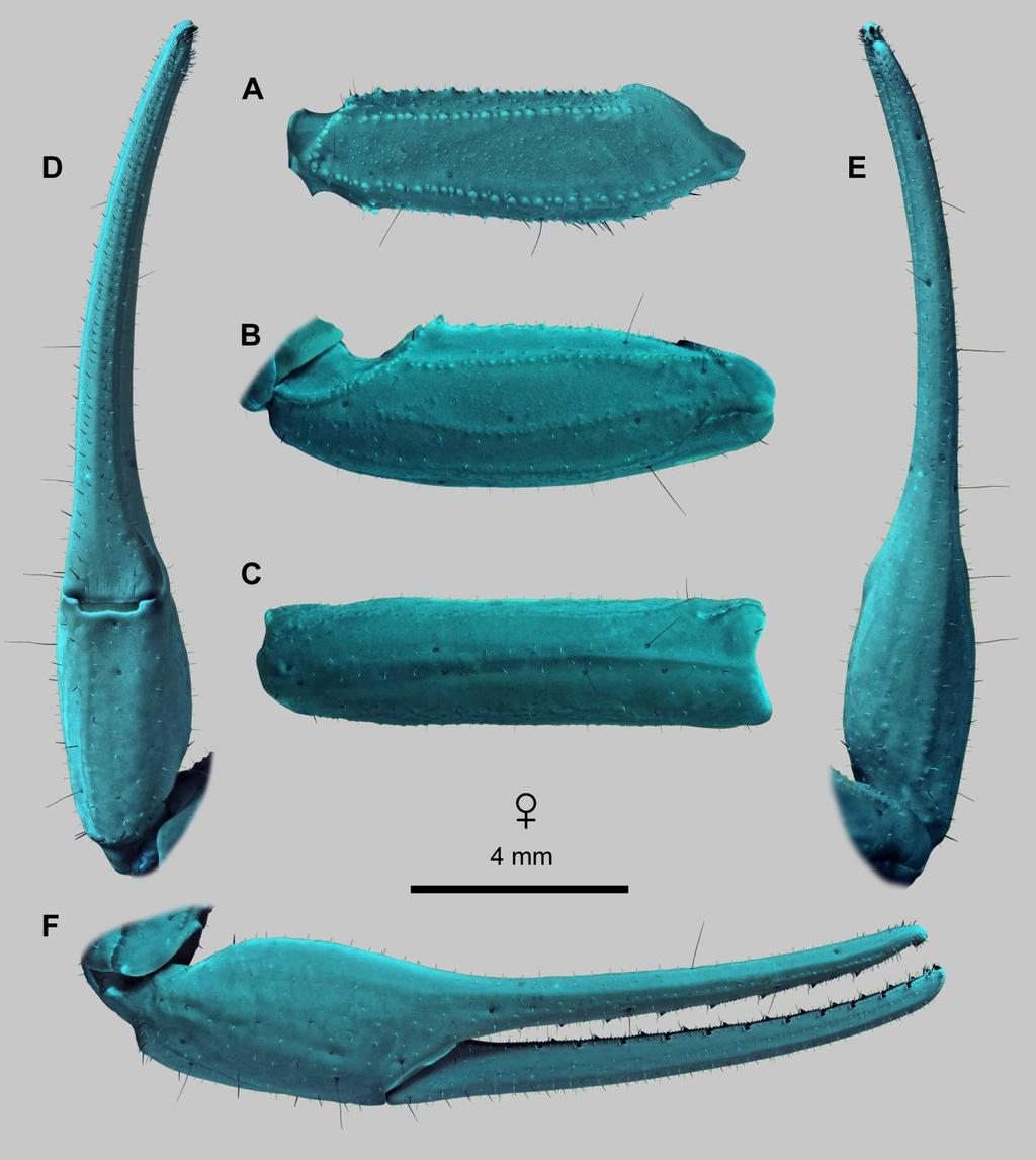 70 Euscorpius 2014, No. 191 Figure 54: Leiurus heberti sp. n., paratype female. Right pedipalp. A. Femur, dorsal aspect. B. Patella, dorsal aspect. C. Patella, external aspect. D.