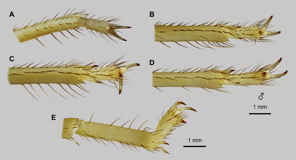 72 Euscorpius 2014, No. 191 Figure 56: Leiurus heberti sp. n., holotype male. Tarsi. A-D. Left telotarsus and distal basitarsus, ventral aspect. A. Leg I. B. Leg II. C. Leg III. D. Leg IV. E. Right basitarsus III retrolateral aspect.