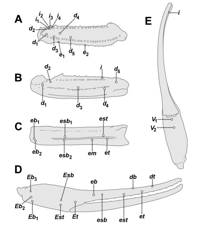 Lowe, Yağmur & Kovařík: Review of Genus Leiurus 73 III femur L 8.88; leg III patella L 7.11, D 2.20.