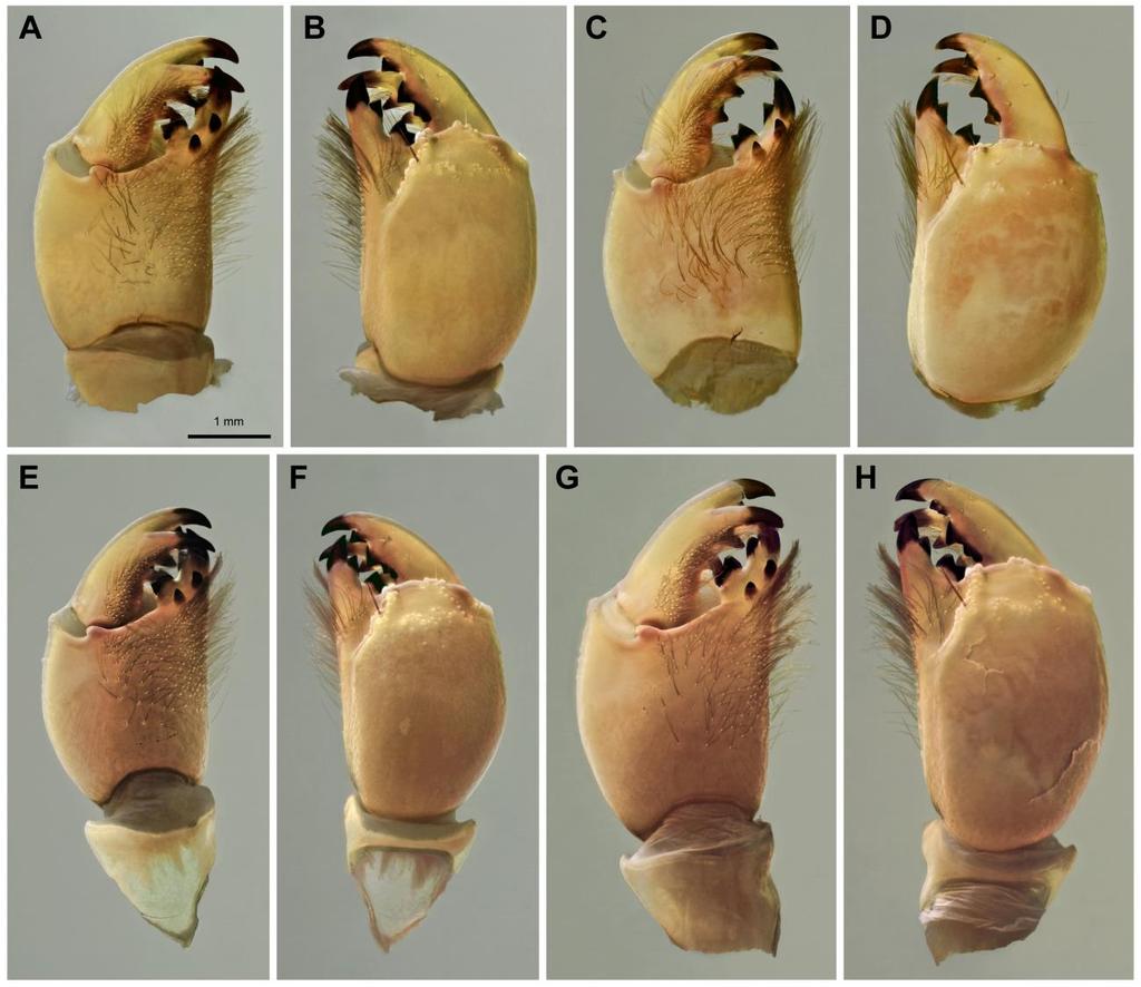 76 Euscorpius 2014, No. 191 Figure 59: Chelicerae of Leiurus species. A, B. L. macroctenus sp. n., paratype male, Thumrait, Oman. Right chelicera, ventral (A) and dorsal (B) aspect. C, D. L. haenggii sp.