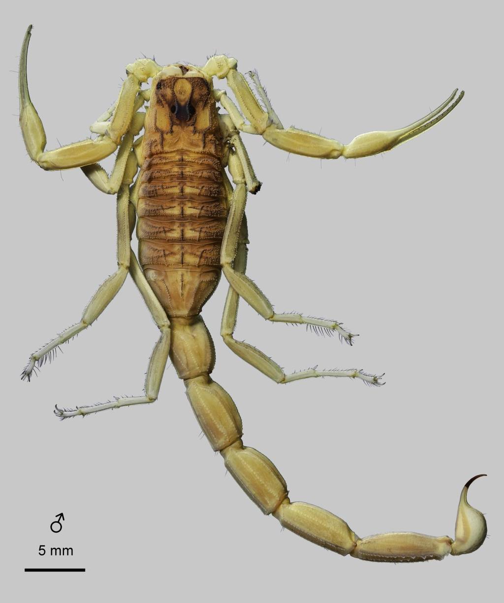 6 Euscorpius 2014, No. 191 Figure 1: Leiurus brachycentrus (Ehrenberg, 1829) stat. n., male. Habitus, dorsal aspect. Ad Darb, Saudi Arabia (NHMB 17ag).