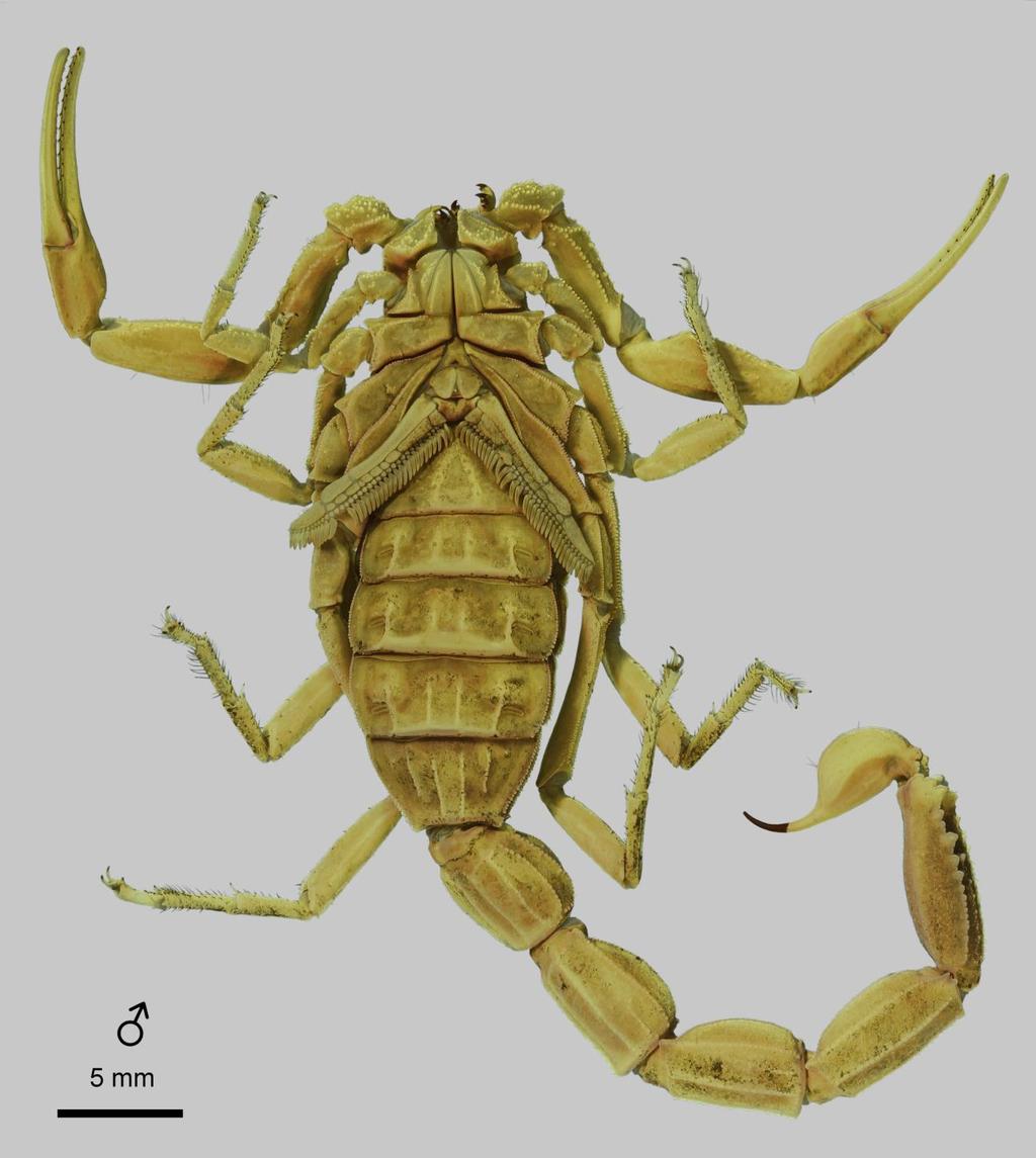 78 Euscorpius 2014, No. 191 Figure 61: Leiurus hebraeus (Birula, 1908) stat. n., male. Habitus, ventral aspect. Israel (NHMB 17a).