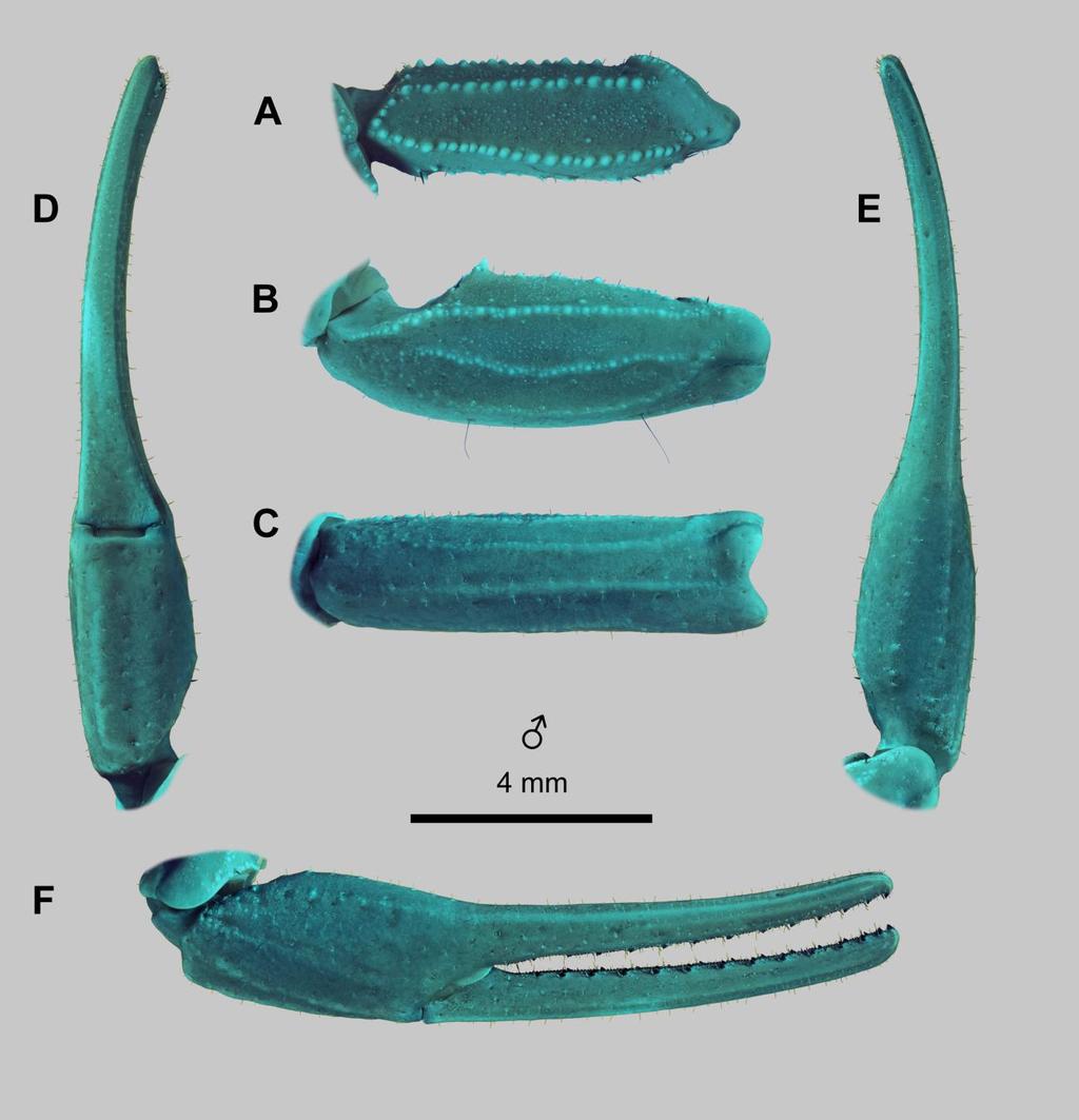 80 Euscorpius 2014, No. 191 Figure 63: Leiurus hebraeus (Birula, 1908) stat. n., male. Right pedipalp. A. Femur, dorsal aspect. B. Patella, dorsal aspect. C. Patella, external aspect. D.