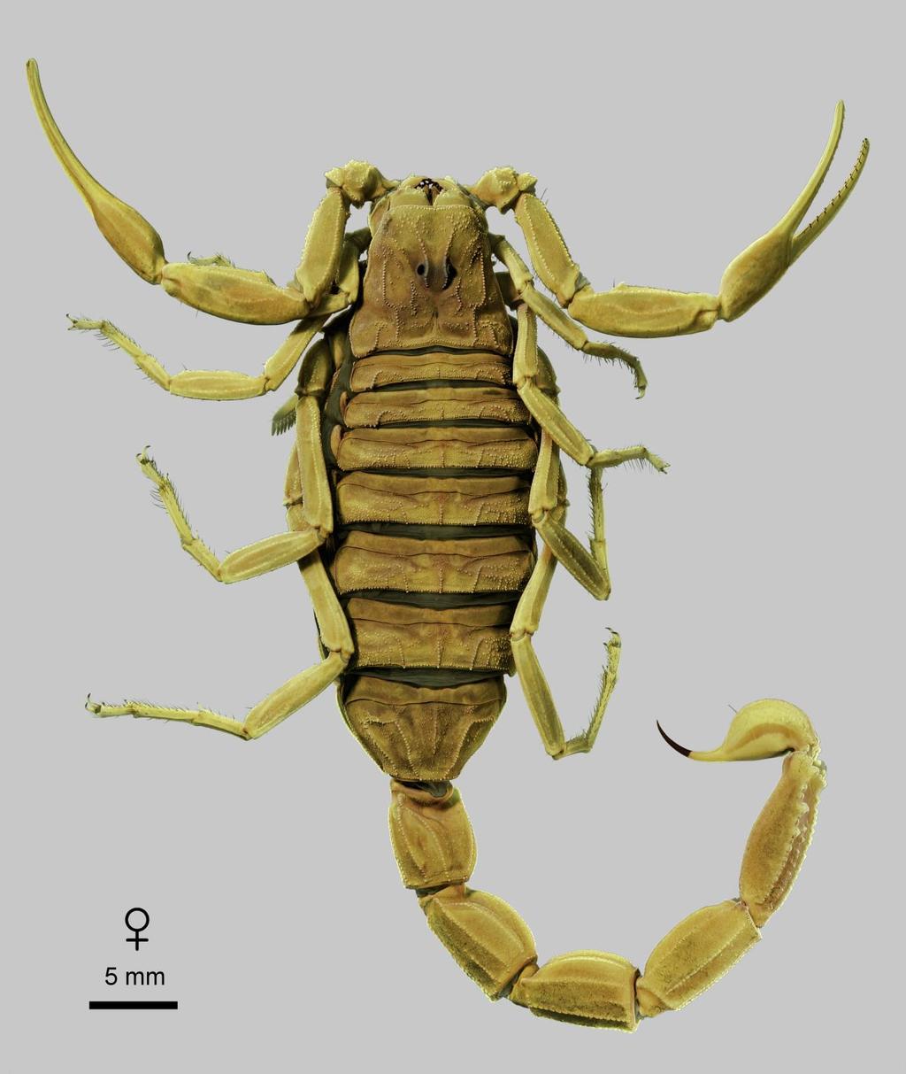 Lowe, Yağmur & Kovařík: Review of Genus Leiurus 81 Figure 64: Leiurus hebraeus (Birula, 1908) stat. n., female. Habitus, dorsal aspect. Israel (NHMB 17a).