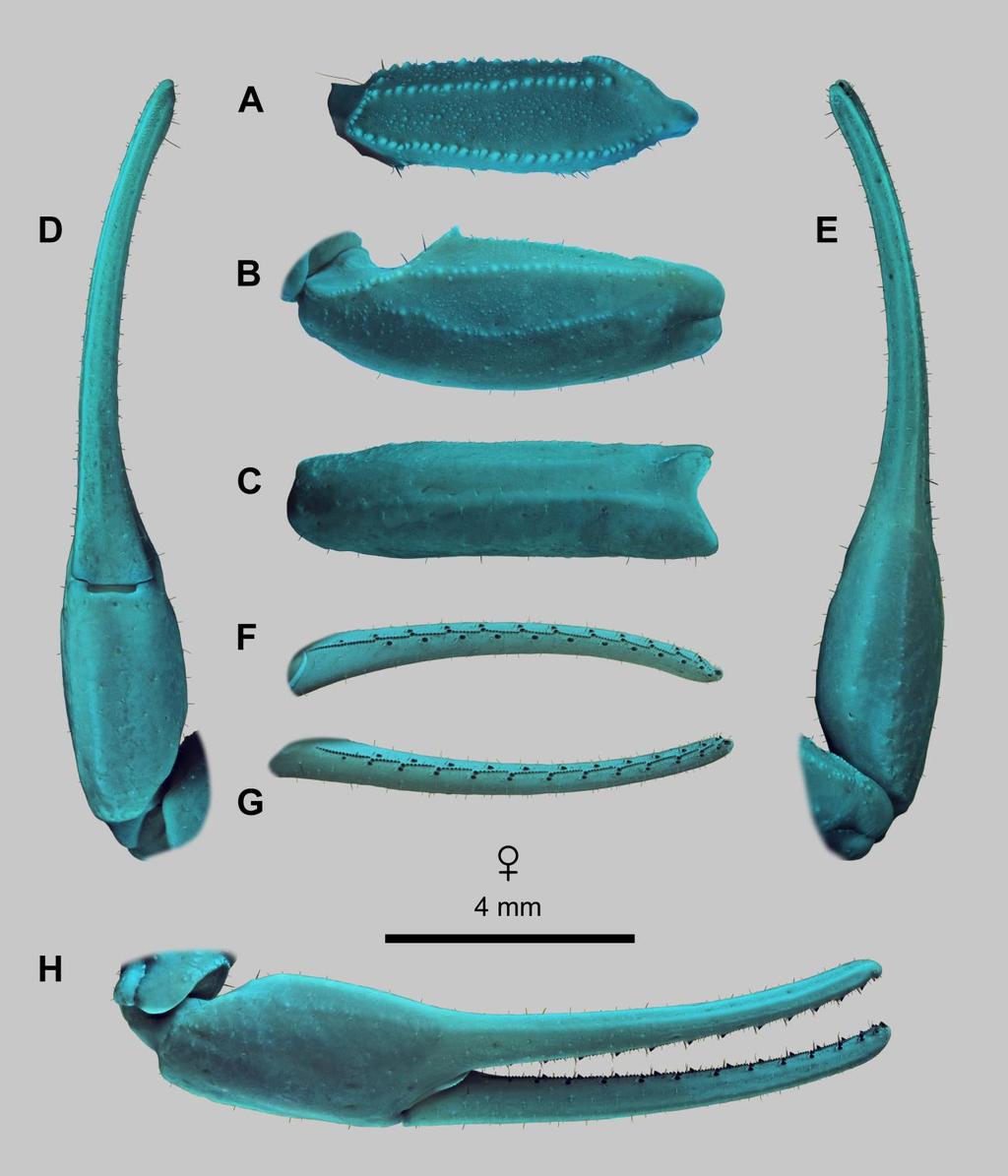 84 Euscorpius 2014, No. 191 Figure 67: Leiurus hebraeus (Birula, 1908) stat. n., female. Right pedipalp. A. Femur, dorsal aspect. B. Patella, dorsal aspect. C. Patella, external aspect. D.