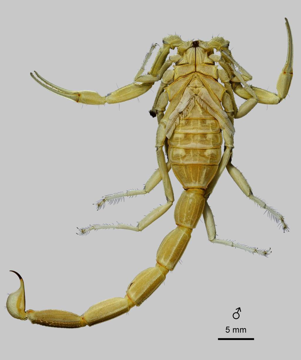 Lowe, Yağmur & Kovařík: Review of Genus Leiurus 7 Figure 2: Leiurus brachycentrus (Ehrenberg, 1829) stat. n., male. Habitus, ventral aspect. Ad Darb, Saudi Arabia (NHMB 17ag).