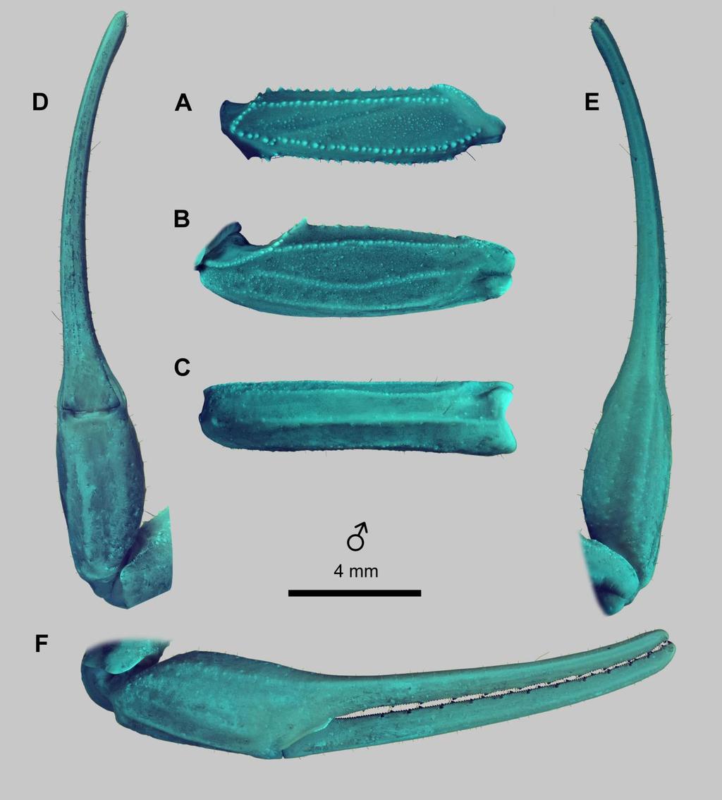92 Euscorpius 2014, No. 191 Figure 75: Leiurus quinquestriatus (Ehrenberg, 1828), male. Right pedipalp. A. Femur, dorsal aspect. B. Patella, dorsal aspect. C. Patella, external aspect. D.