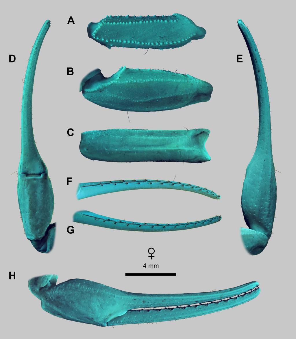 96 Euscorpius 2014, No. 191 Figure 79: Leiurus quinquestriatus (Ehrenberg, 1828), female. Right pedipalp. A. Femur, dorsal aspect. B. Patella, dorsal aspect. C. Patella, external aspect. D.