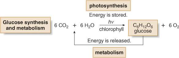 Introduction are storehouses of chemical energy.