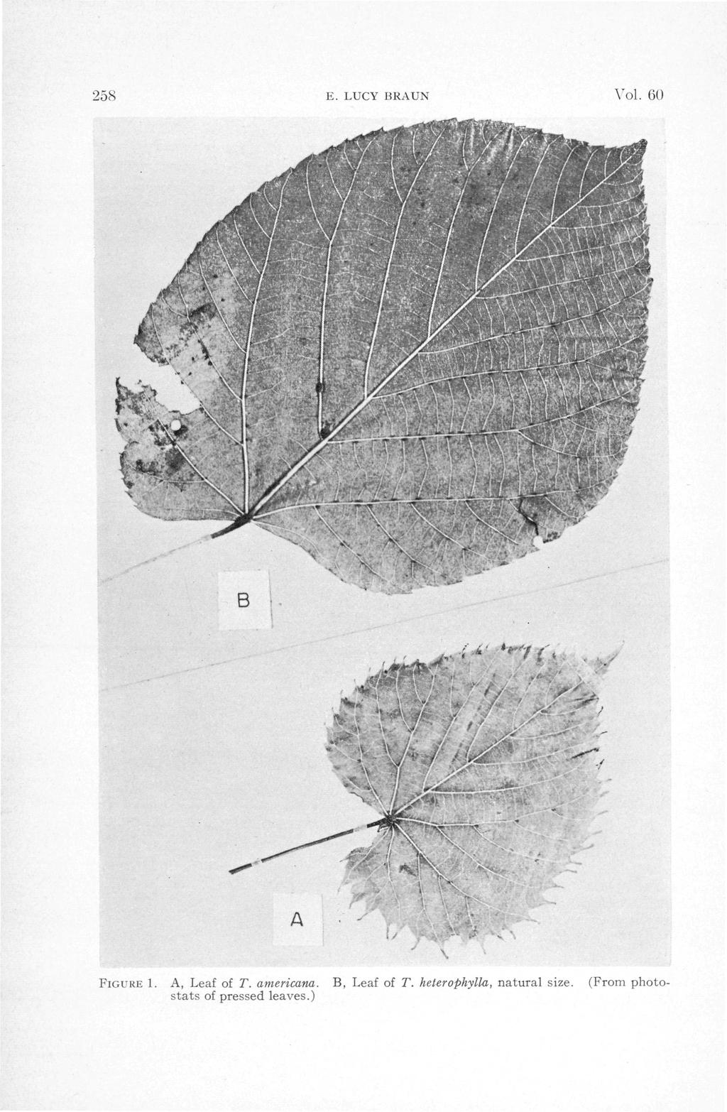 258 E. LUCY BRAUN Vol. 60 B A (From photo- FIGURE 1. A, Leaf of T.
