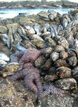 a) System / Pattern (cont d): iii) Pisaster ochraceus main predator on mussels occurs mainly in lower intertidal - upper limit may be set by desiccation?