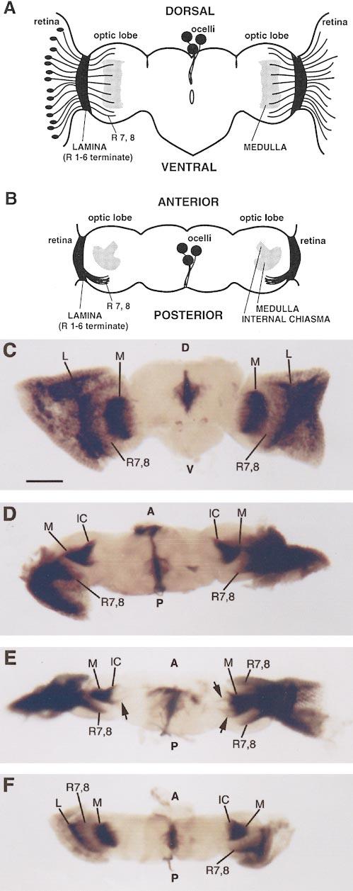 382 Hoyle, Turner, and Raff expressing neurons in the developing visual system have some threshold requirement for 3.