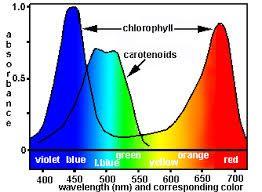 chlorophyll, a pigment. Chlorophyll light energy from the sun. Sunlight is made up of wavelengths of light.