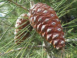 How are seed plants classified? Gymnosperms are plants that produce seeds that are not enclosed in a fruit. This includes cyads, ginkgoes, and conifers.