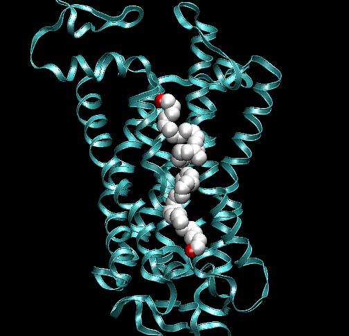 Origin of protein:dha attraction Flexibility of