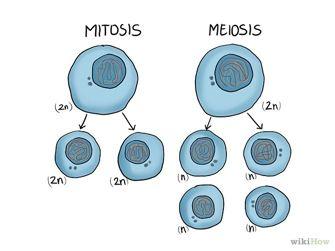 At the end of Meiosis the individual sex cell has divided