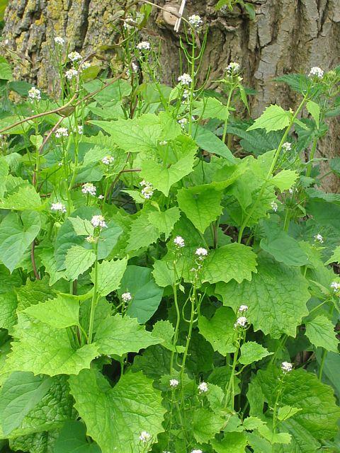 Garlic Mustard is a biannual flowering plant. It prefers shaded or semi-shaded areas like upland and floodplain forest.
