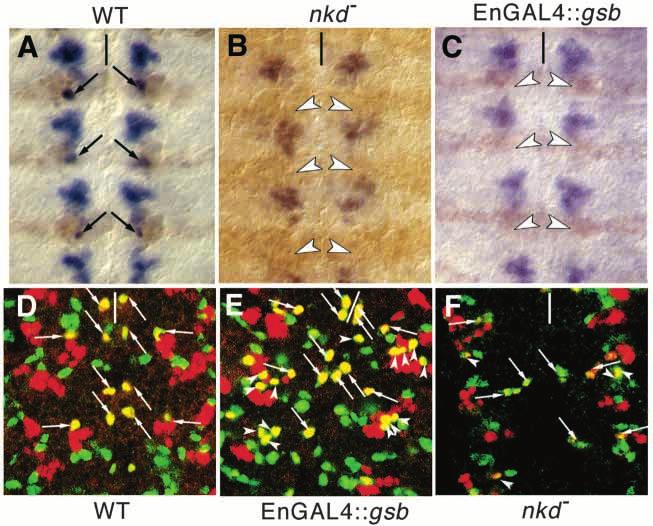 3256 N. Deshpande and others Fig. 2. NB 7-3 is transformed to NB 6-4 fate in embryos mutant for nkd and in embryos with ectopic Gsb expression in the whole En domain.