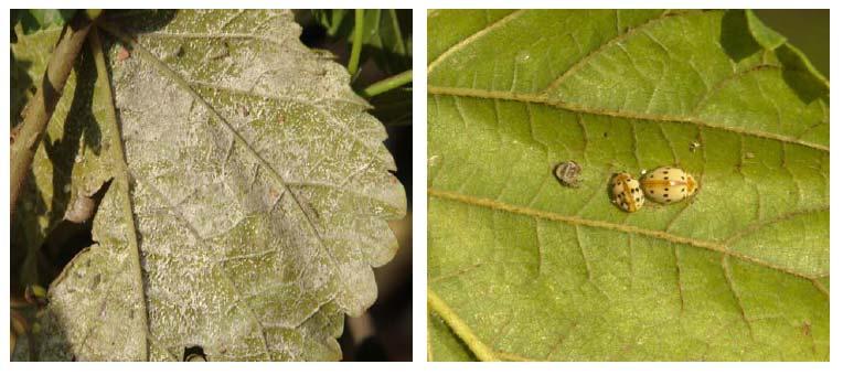 Ramifications for biological control of powdery mildew (Ed. Sutherland, A.M.).