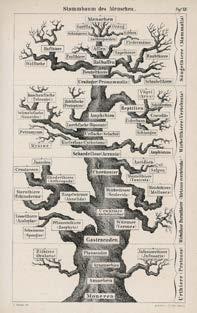 ancestors the great Tree of Life,