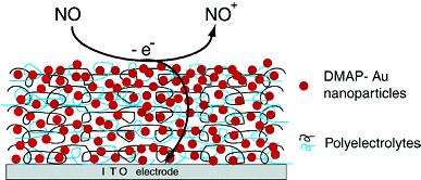 Electrochemical Sensors Based on LBL Assembled Nanoparticle Films Release of NO from NaNO 2 : The presence of gold nanoparticles in the PE multilayers could
