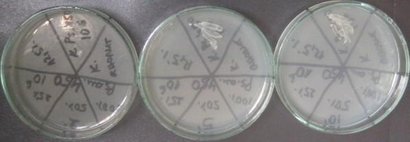 Agar after the Action of Anolyte with Different