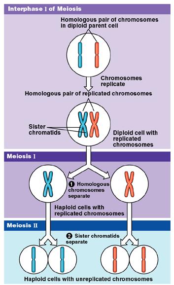Double division of meiosis DNA replication Blood is thicker than water: sister chromatids separate after homologous