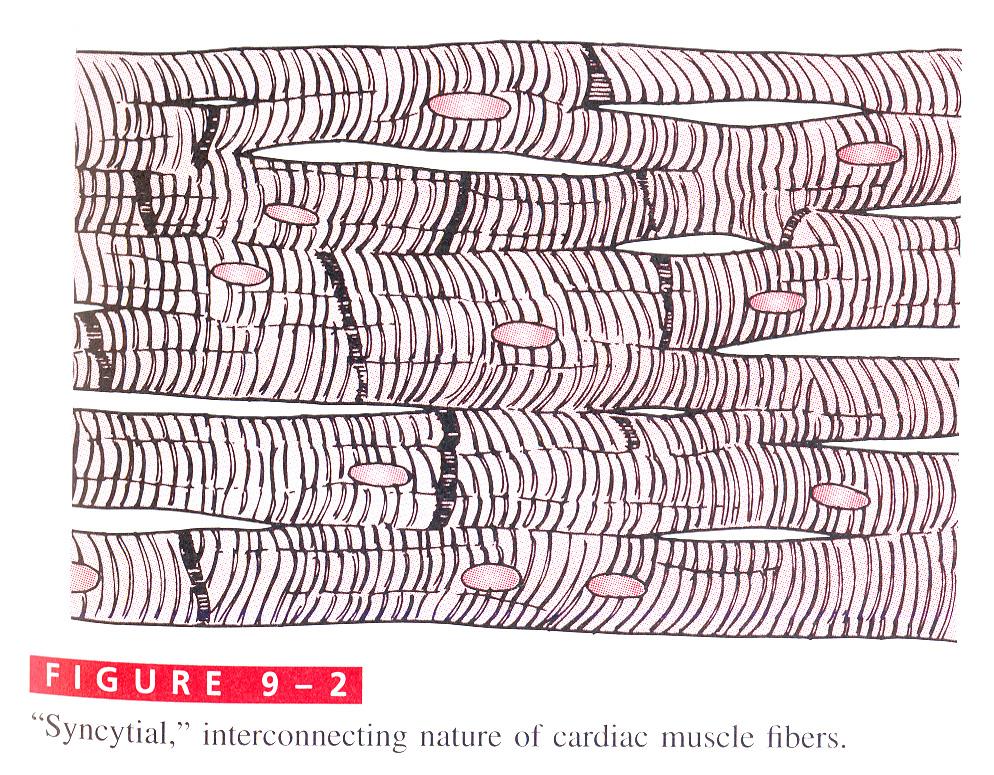 Cardiac muscle cells are interconnected via