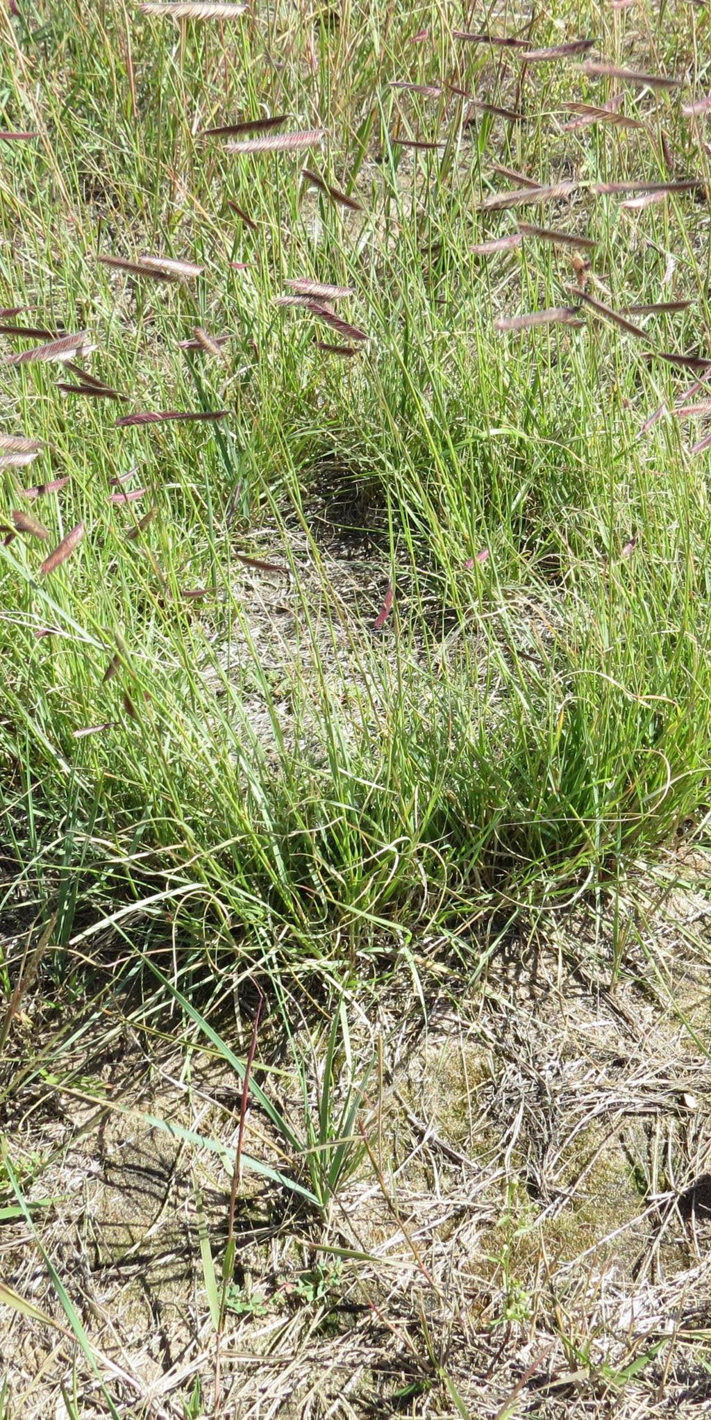 Range Plant Growth Form: Bunch Bunchgrasses have neither rhizomes or stolons.