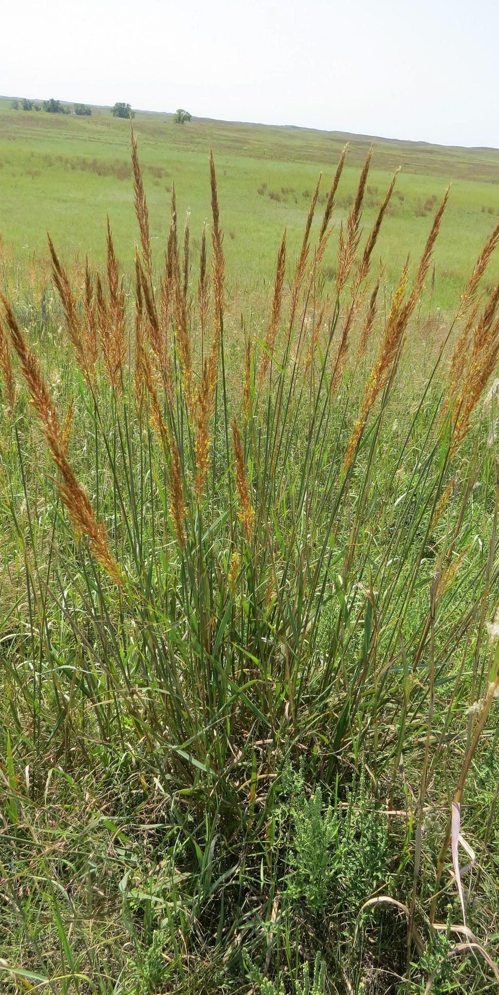 Range Plant Type: Grasses Grasses are herbaceous plants that have: Long, narrow leaves with parallel veins Leaves in two