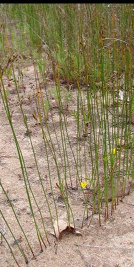 Range Plant Type: Grasses & Grass- Likes Sedges have edges Rushes