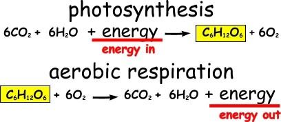 Energy in Reactions Breaking and forming bonds requires changes in energy. An exergonic reaction is one that releases energy, Ex. Aerobic Cellular Respiration.