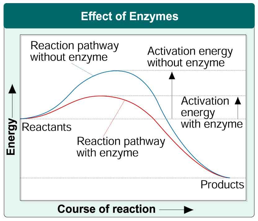 Energy in Reactions Enzymes are biological catalysts that reduce the activation energy required for reactions that would normally never happen or run too slowly to function in living systems.