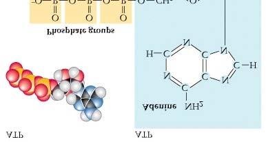 ATP+H 2 0-> ADP +Pi +free energy ATP + water -> ADP + Inorganic Phosphate (P i )